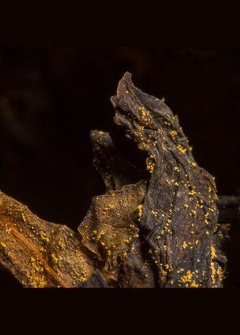 Темный чай Аньхуа Хэй Ча - 50 г No Brand (304976674)