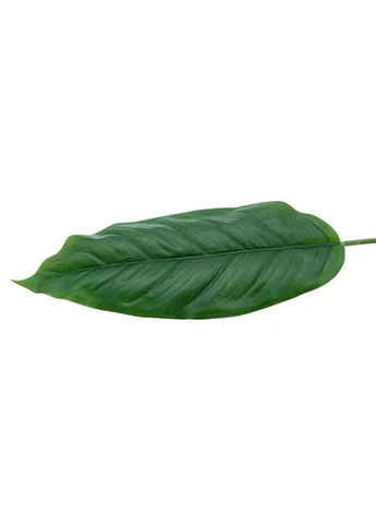 Искусственные листья Spathiphyllum 65 см (DW-33) Engard (387560296)