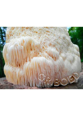 Їжовик гребінчастий "ЗОЛОТА ЛІНІЯ" - 150 грам. МАКСИМАЛЬНИЙ ЕФЕКТ! Висушений та перемелений. GRIBOED Їжовик у порошку (371764003)