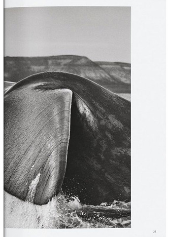 Книга Sebastiao Salgado. Genesis. 45th Ed. (9783754403358) Taschen (372004993)