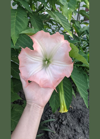 Бругмансія ароматна Brugmansia suaveolens 100 см з бутонами No Brand (362961872)