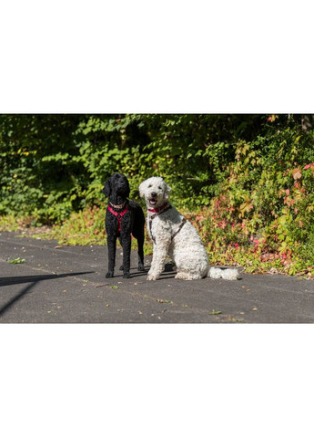 Шлея для собак Premium H L–XL чорна 75–120см/25мм Trixie (372377911)