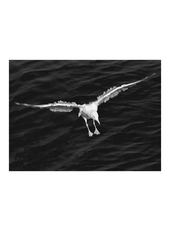 Джонатан Лівінгстон, мартин Stone Publishing (370135206)