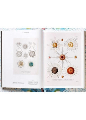 Книга The Art and Science of Ernst Haeckel (9783836526463) Taschen (364656142)