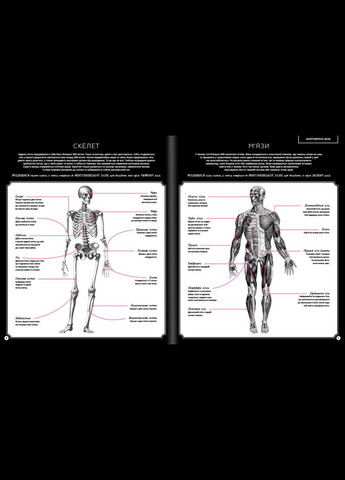 Книга Скрытый мир человеческого тела. Автор - Кейт Дэвис (# ) Книголав (338880726)