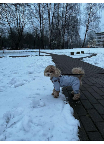 Дождевик для собак Защита, комфорт и безопасность во время прогулок No Brand (362136428)