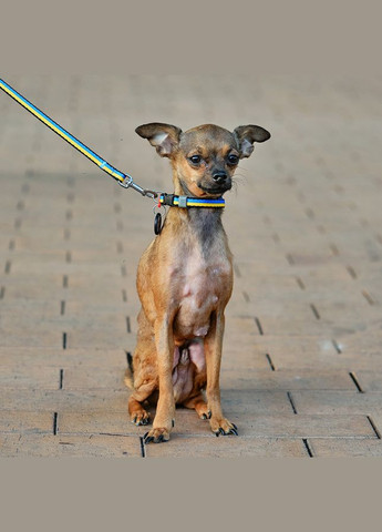 Нашийник для собак нейлоновий Nylon з QR паспортом, малюнок "Colors of freedom", пластиковий фастекс,, Ш 10 мм, Дов 20-30 см WAUDOG (325479166)