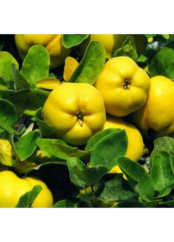 Семена Айва японская Legutko (333339608)