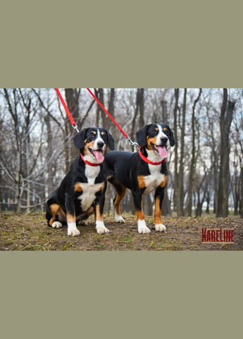 Поводок из нейлона со световозвращающей нитью 20 мм 1200 мм Kareline (339075657)