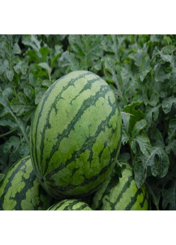 Семена арбуза Бедуин F1 (Beduin) Bejo Zaden (333035955)