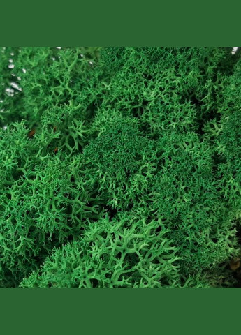 Очищений стабілізований мох ягель Зелений трав'яний темний 50 грам Nordic moss (276401060)