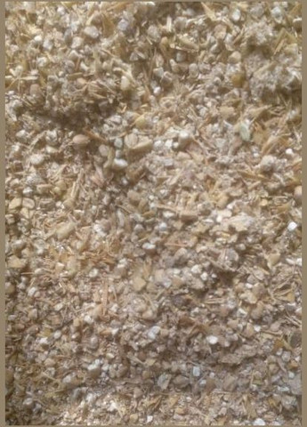 Підберезник 10 г Насіння країни (328607001)