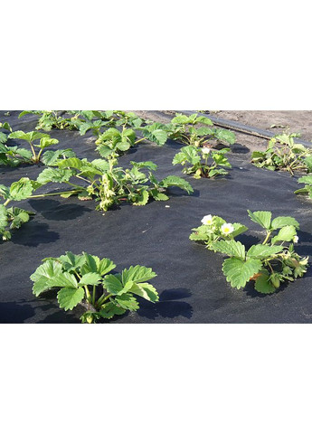 Агроволокно Р - 50 чорне,ширина 3,2 м, 1 м Agreen (371638312)