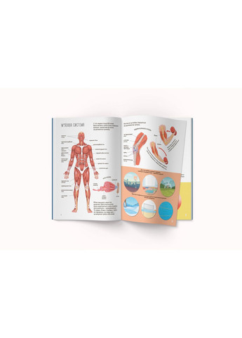 Книга Тело человека, с наклейками () Кристал Бук F00027785 (355313889)