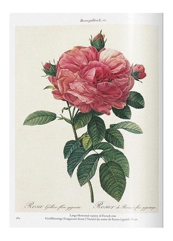 Книга Redout. Roses (9783836595711) Taschen (364654139)