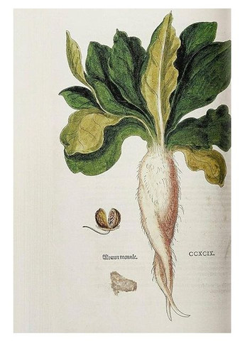 Книга Leonhart Fuchs. The New Herbal (9783836587662) Taschen (364654043)