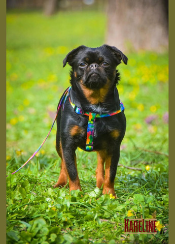 Поводок из нейлона с узором "KEEPER" 15 мм 1200 мм Kareline (339075545)