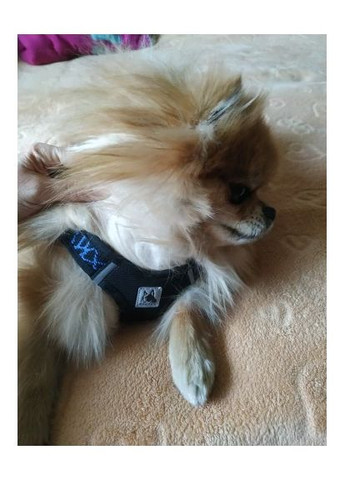 Регульована шлея для собак Bororo М’яка, без тиску на шию No Brand (362571925)