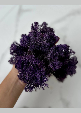 Стабілізований Норвезький Мох (Ягель) 100 р. – Purple No Brand (302520159)