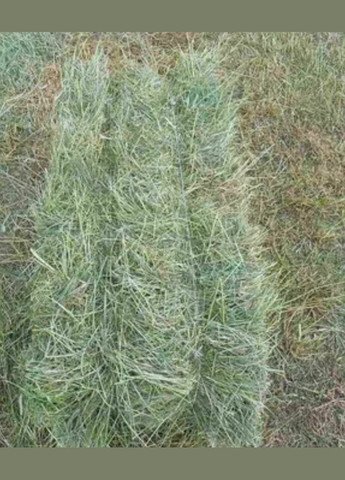 Сено ЗАКАРПАТСКОЕ зеленое 12 литров для морских свинок, хомячков, кроликов, шиншилл, мышей и крыс грызунов No Brand (320950176)