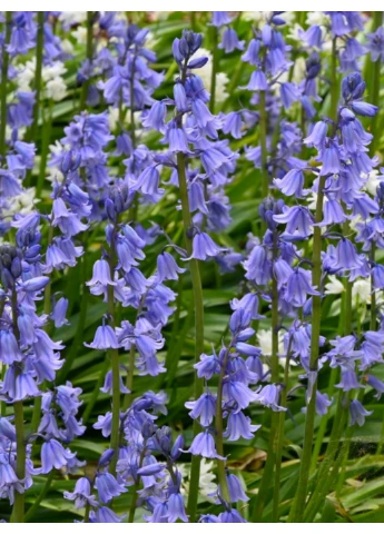 Гиацинтоидес Hispanica Blue (5 шт.) в упаковке) No Brand (364534892)