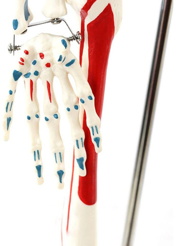 Учебная анатомическая модель скелета 85 см, с маркировкой мышц и подвижными суставами, на подставке No Brand (365720992)