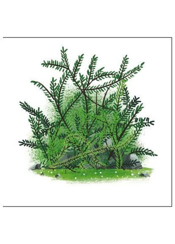 Лисичка Френні шукає чорницю. Друзі з лісу РАНОК (370051491)