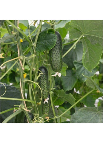 Насіння огірка Атік F1 Bejo Zaden (333035965)