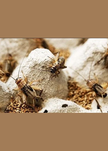 Живий корм для тварин Банановий цвіркун 50 шт 88060 EcoFood (329892761)