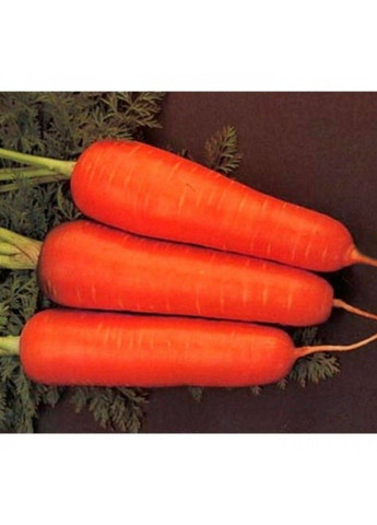 Болтекс морква Clause (333036086)