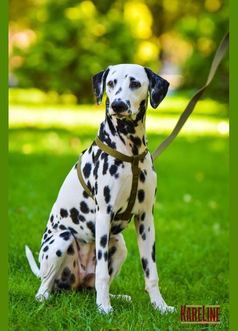 Поводок из брезента 20 мм 5000 мм Kareline (339075481)