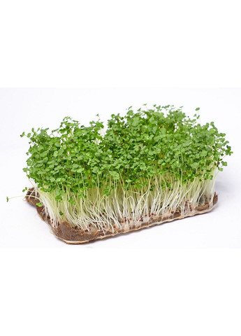 Семена микрозелени Green Chief Капуста “Витаминка” Зелений Шеф (298051361)