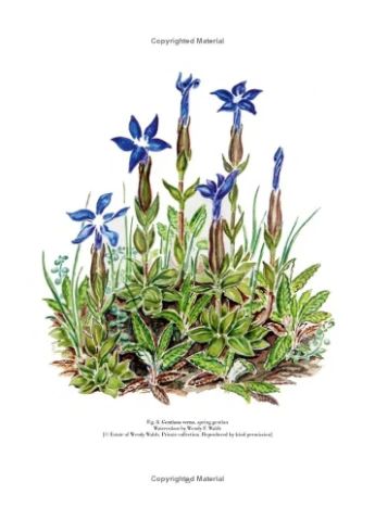 Drawn from Nature: The Flowering of Irish Botanical Art ACC Art Books (370128757)