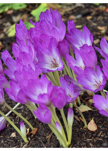 Пізньоцвіт Glory of Heemstede No Brand (364535414)