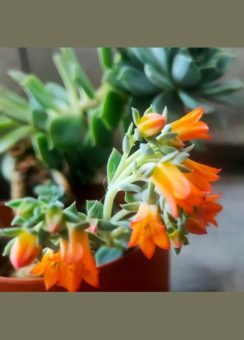 Cуккуленты Эониум для флорариума No Brand (322895536)