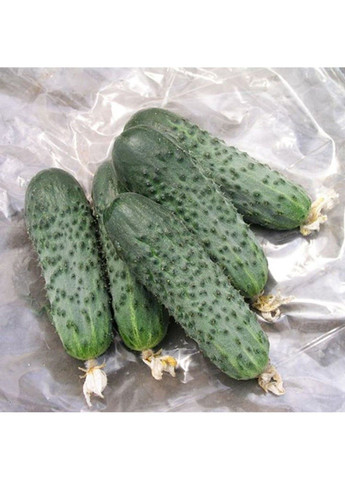 Насіння огірка Сатіна F1 Nunhems (329432081)