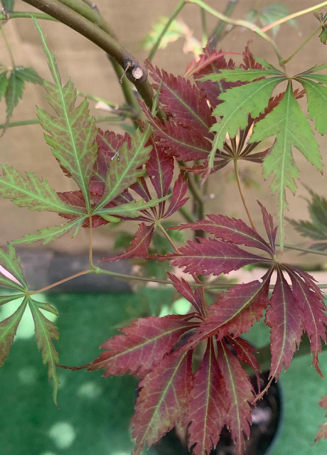 Acer palmatum　直径20～23㎝　53個 Клен японський Оранжеола / Acer palmatum Orangeola / Штамб